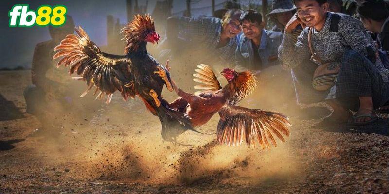 Tải nhanh rov về điện thoại và khám phá trải nghiệm rov hoàn toàn mới